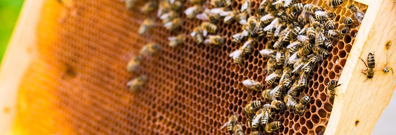 My Apiary